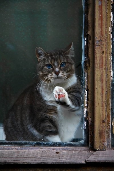 Коты и Кошки