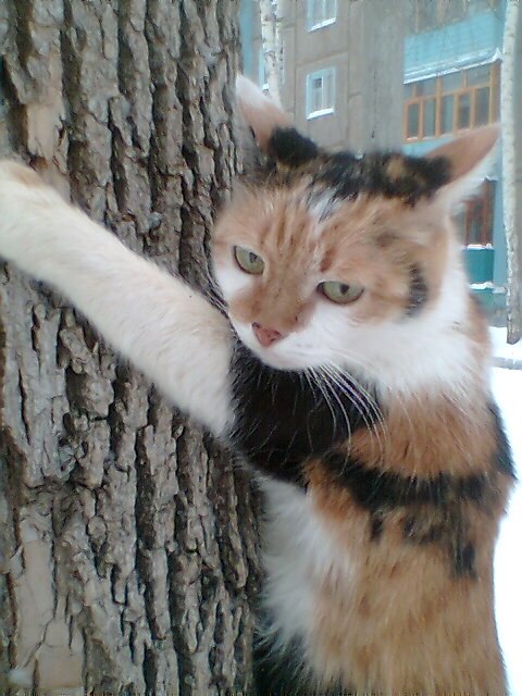Прикольных котов пост
