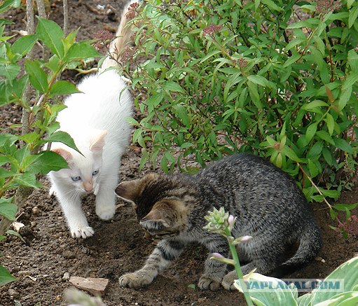 Ура, котовторник! (01.07.2008)