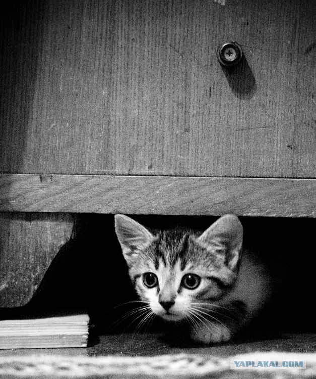 Котовторник ужасов (36 фот)