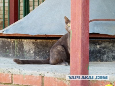 Котовторник!