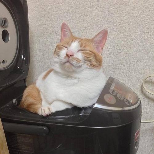 Прикольных котов пост