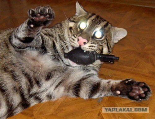 Котовторник объявляется открытым!