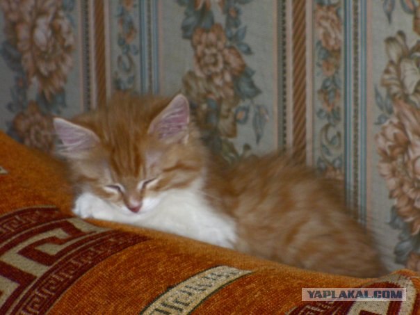 Кото-комикс