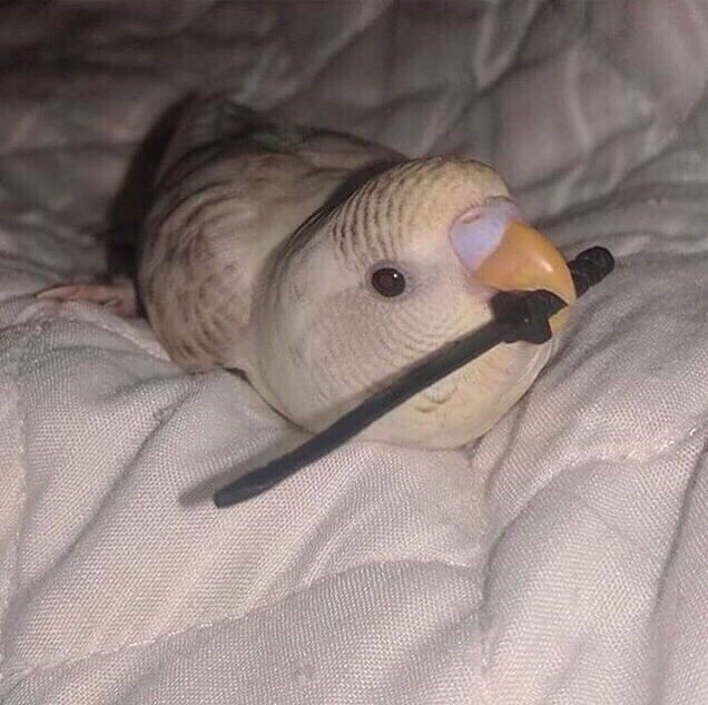 Живность из сети