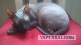 Котовторник! 13.03.2012