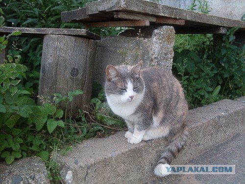Котовторник  16.10.12