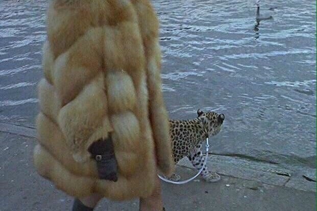 Милые животные. Мимиметр сломался