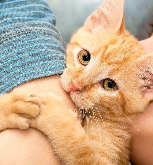 Котики