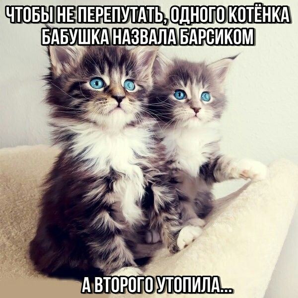 Чернота на среду, дорогие деграданты (облегченная версия)