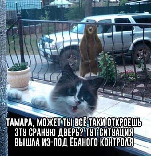 Юмор в картинках и без 27.11.2022