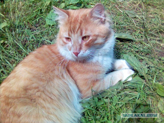 Котовторник 16.04.2013