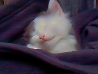 Котовторник 30.04.2013
