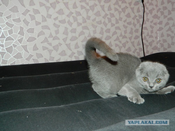 Котовторник  07.05.2013
