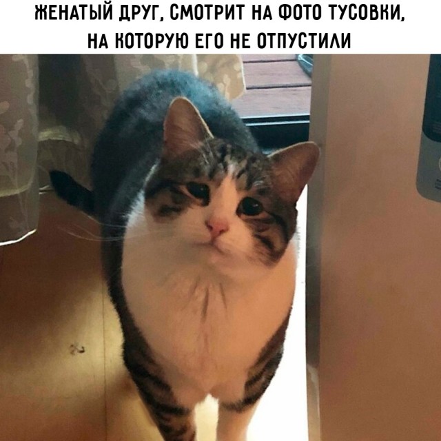 Весёлый полтишок 04.06.2025