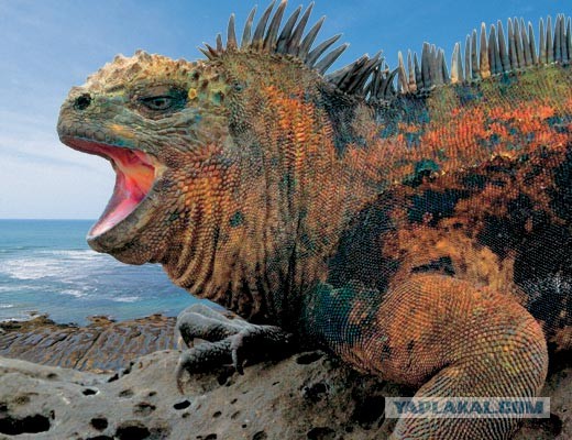 Комодский варан: Мегаящеры, способные завалить буйвола. Весь остров дрожит от их тирании