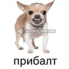 Dog breeds expertise