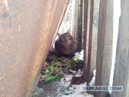 А точнее - леопард