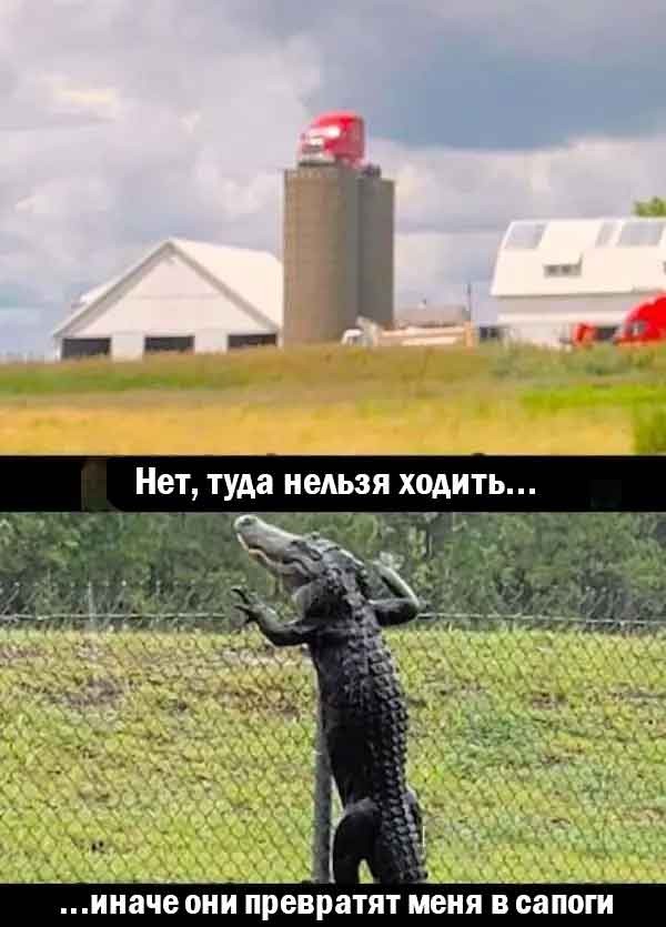 Картинки с надписями про авто