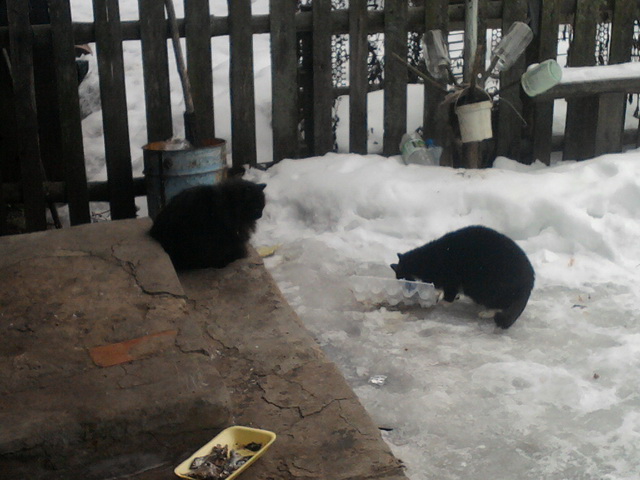 Котовторник 29.10.2013