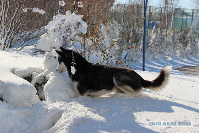 Счастье для собаки....Снег!