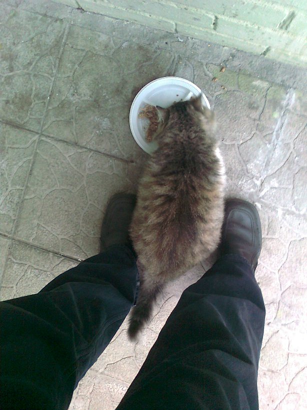 Котовторник 01.04.2014