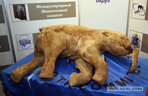 Пост ради Юки.