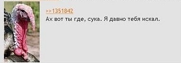 Мангуст отбился от нападения четырех львов в Кении