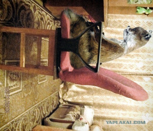Спасибо, эксзибит...