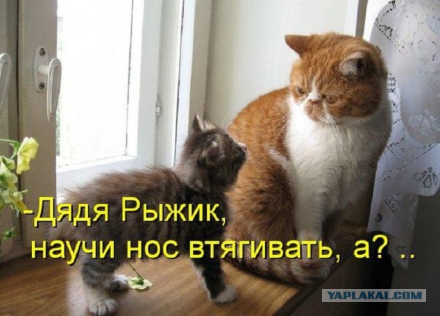 Прикольные коты