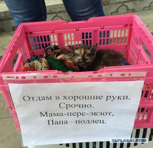 Пучок смешных картинок