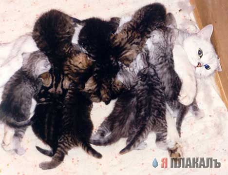 Кошки и Собаки - большая подборка