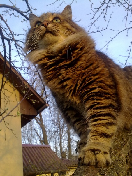 Котовторник  01.03.2016
