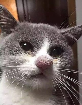 Котовторник 12.04