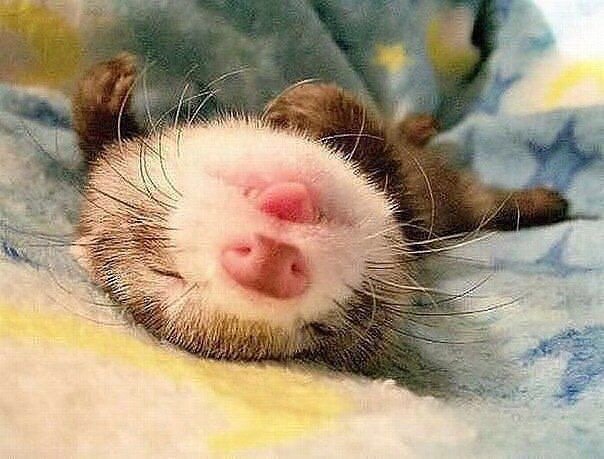Божьи твари