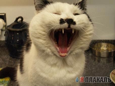 Внимание! У Ликоса пропала совесть!