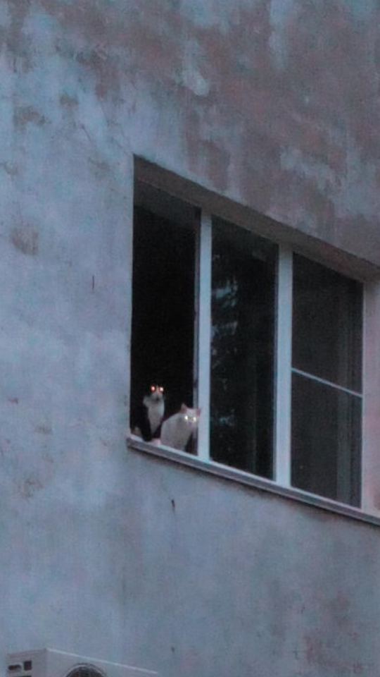 Это как оно само так?