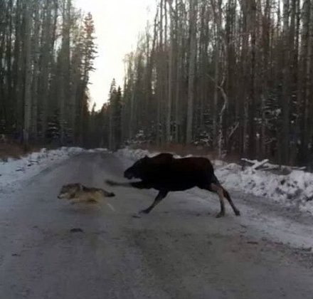 Люди! Откуда в ваших сердцах столько жестокости?