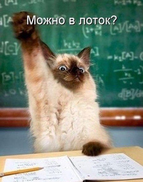 Прикольные животные