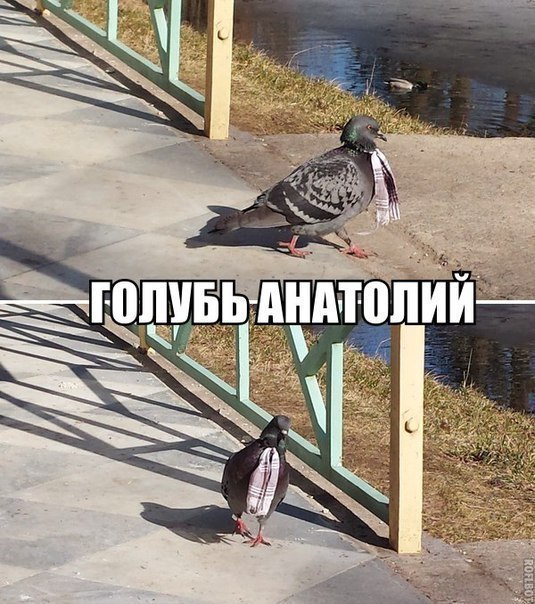 Голубь в шляпе расхаживает по улице в Уфе