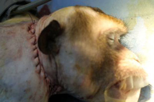 В Китае успешно завершена первая в мире операция по пересадке головы обезьяны