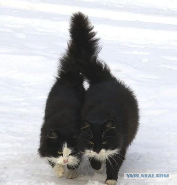 Котовторник 07.02.2017