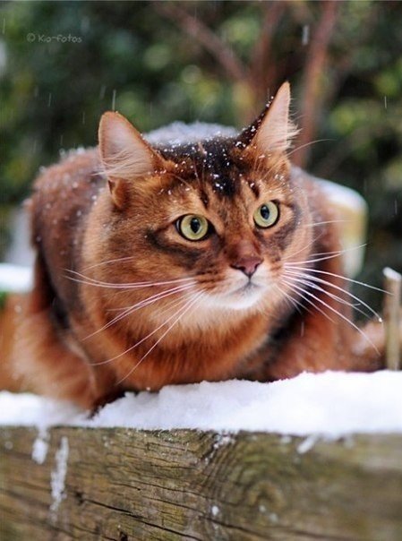 Коты и Кошки