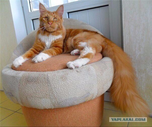 Осеннему котовторнику быть!