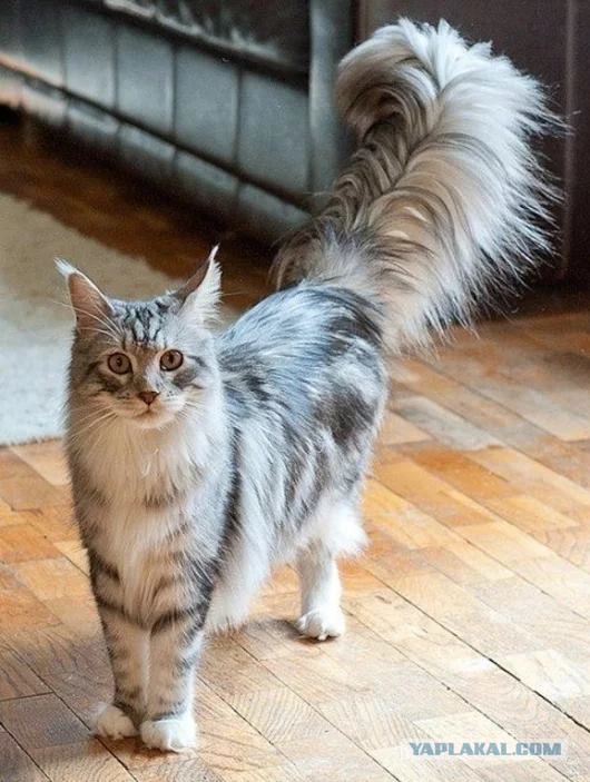 Котовторник 31.10.2017