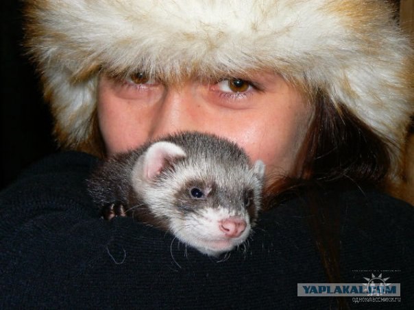 Постим хорьков в пятницу!