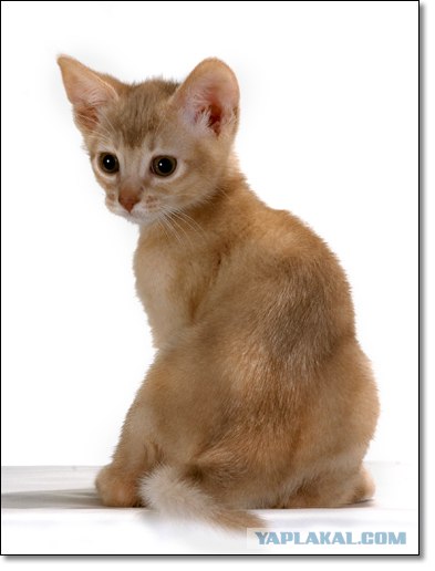 Котовторник (24.03)