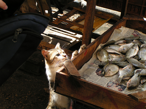 Котовторник в Египте