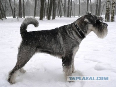 Самые красивые собаки, ТОП-10
