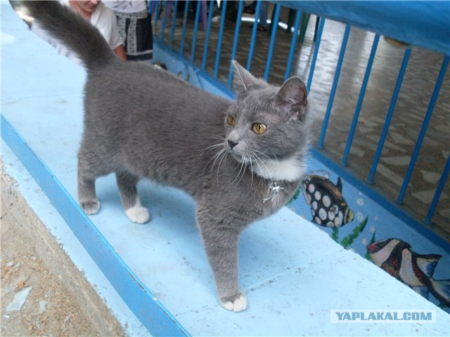 Первый котовторник октября